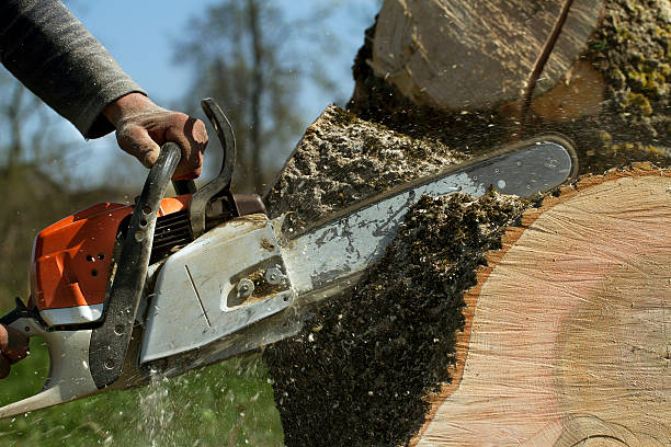 Tree Service Company in Shirley, NY